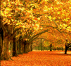 Trees2