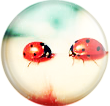 Ladybird