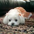 cute dog ^^