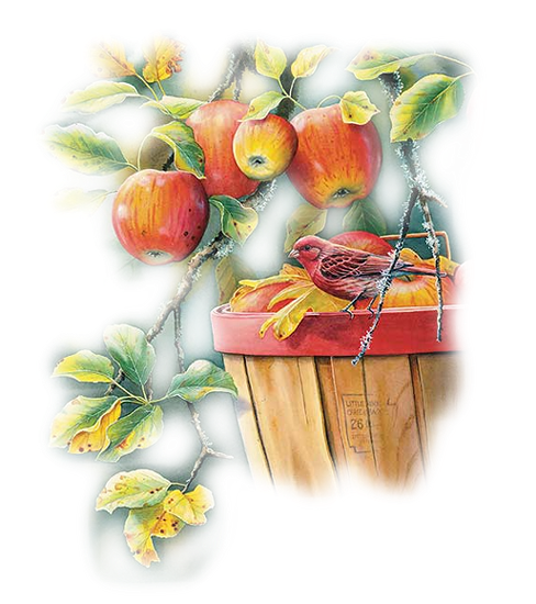 apple and bird tube