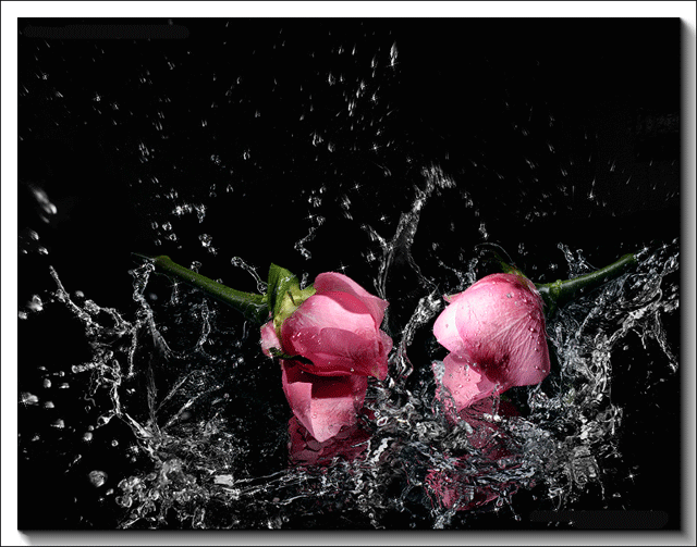 Flowers.