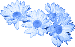 Baby Blue Daisies