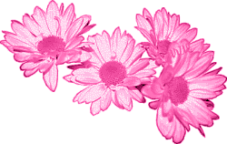 Fushia Daisies