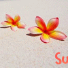 summer love