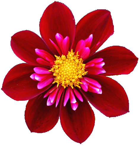 Dalia roja ii
