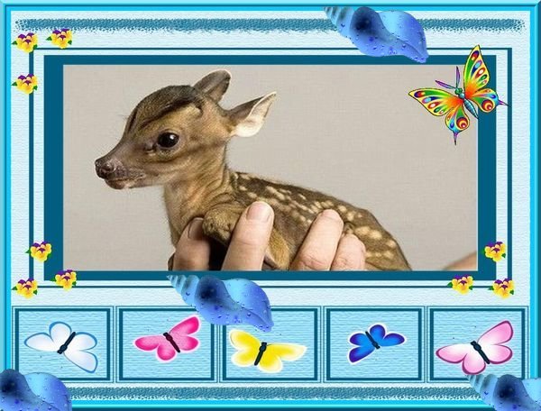 Animal