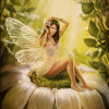 fairy