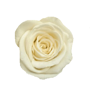 rosa blanca