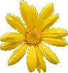 yellow daisy