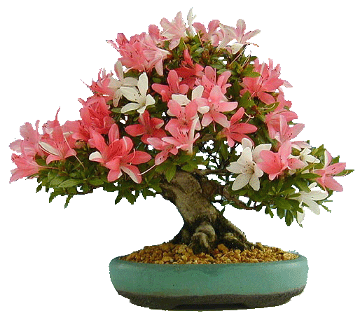 Bonsai de Azalea i