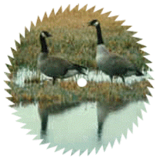 saw blade with picture