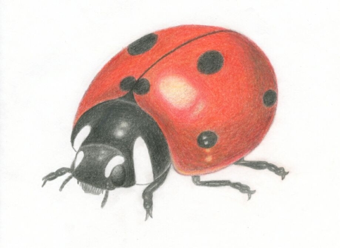 ladybug