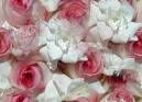Pink Wedding Roses