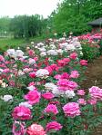 Pink Roses in a Garden