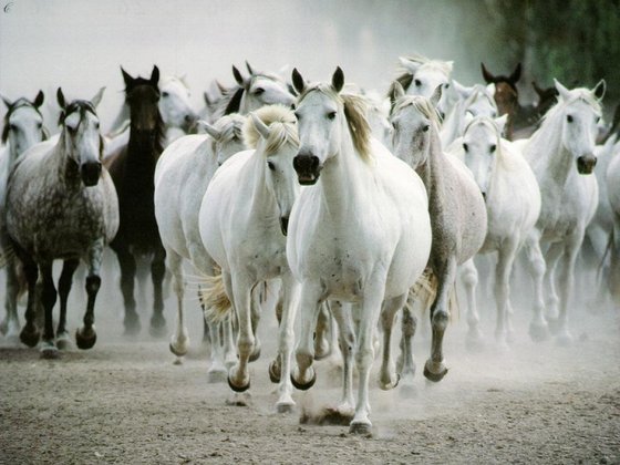Horses