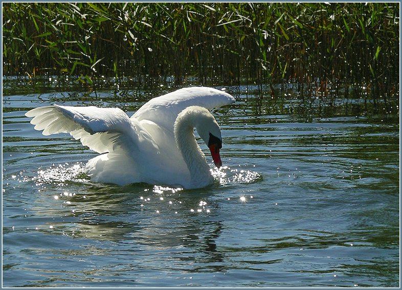 SWANS
