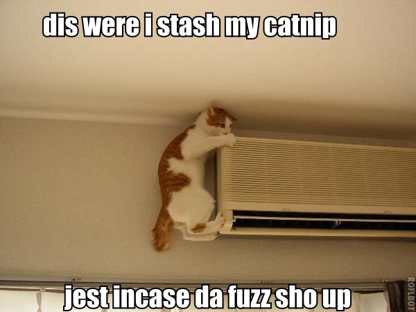 lol cat