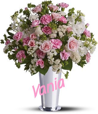 Light Pink Roses - Vania