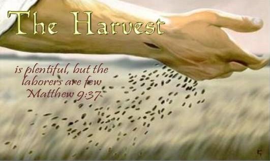 The Harvest