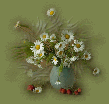 daisies