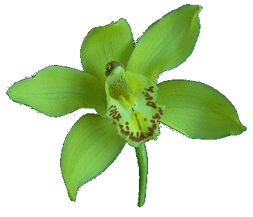 orchid