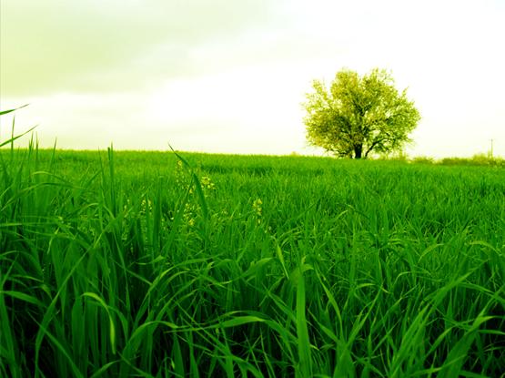 green place2