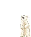 animal19
