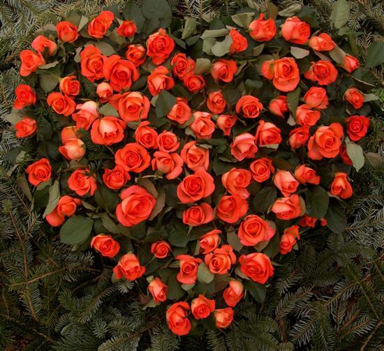 rosas