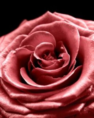 pink rose