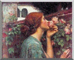 lady roses