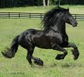 Frsian hose runing