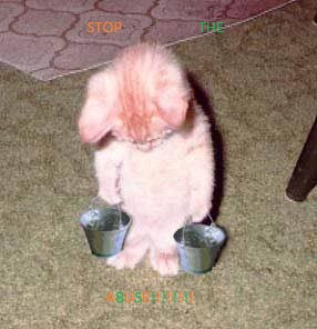 animal abuse