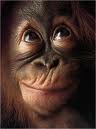 monkey