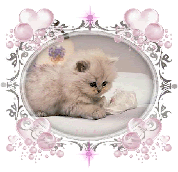 White Kittten