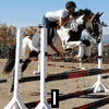 horses