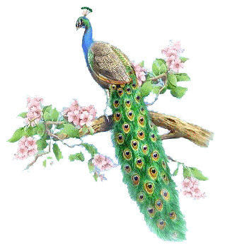 peacock