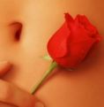 American Beauty Rose