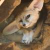 Cute Fennec Fox