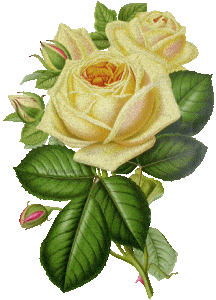 Yellow Roses