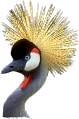 crowned crane