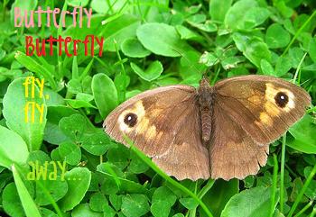 butterfly fly fly away