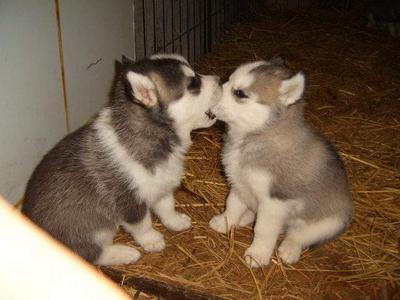 Hungry Puppy