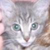 luv cat baby bushy