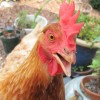 my chicken penny