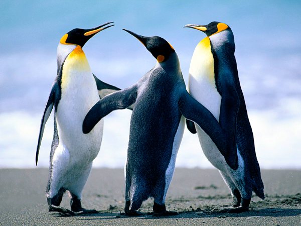 Penguin Love