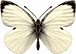 white butterfly avatar