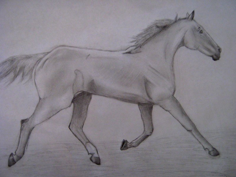 horse drawed by me
