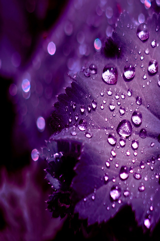 purple rain