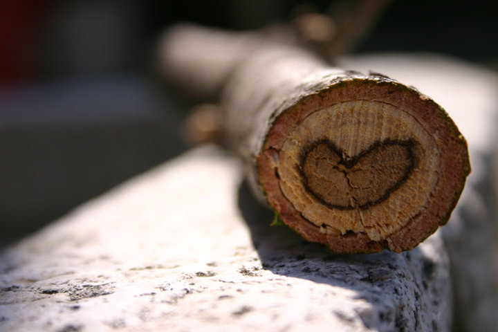 heart