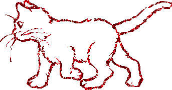 gatto